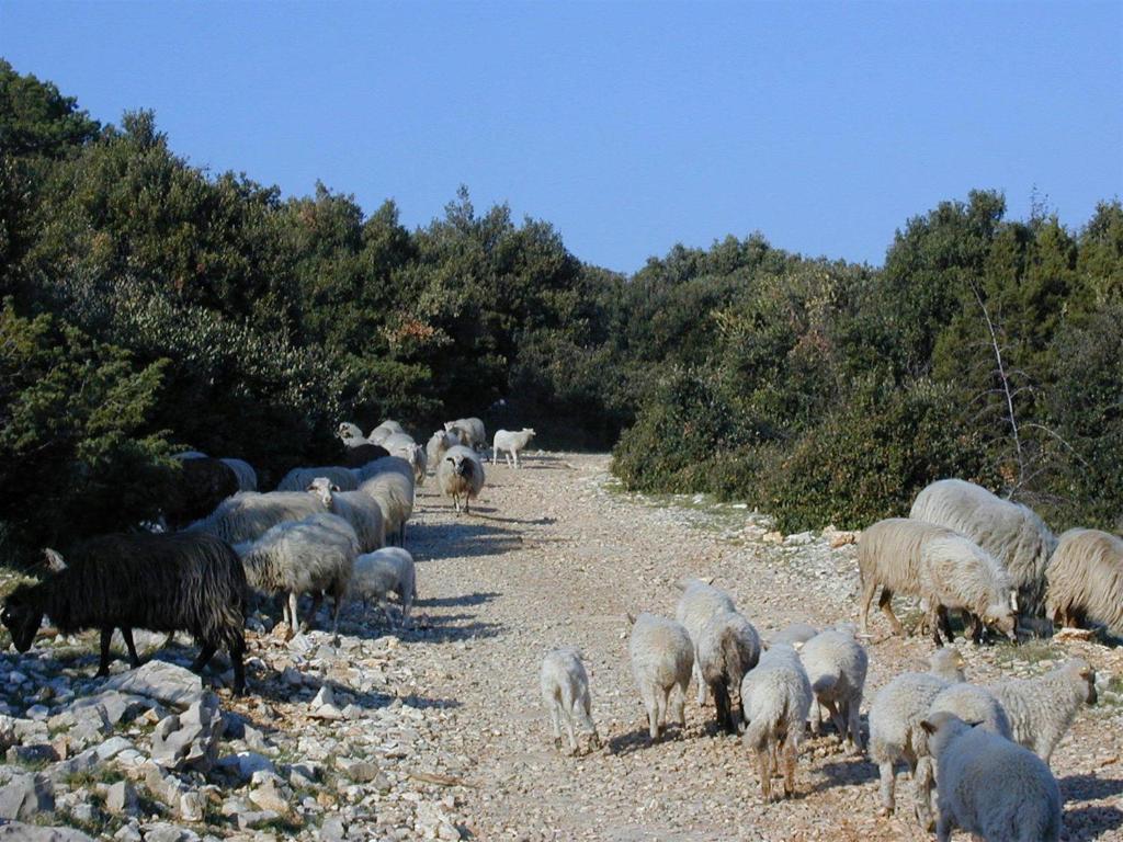 Villa Jasmin بول الغرفة الصورة